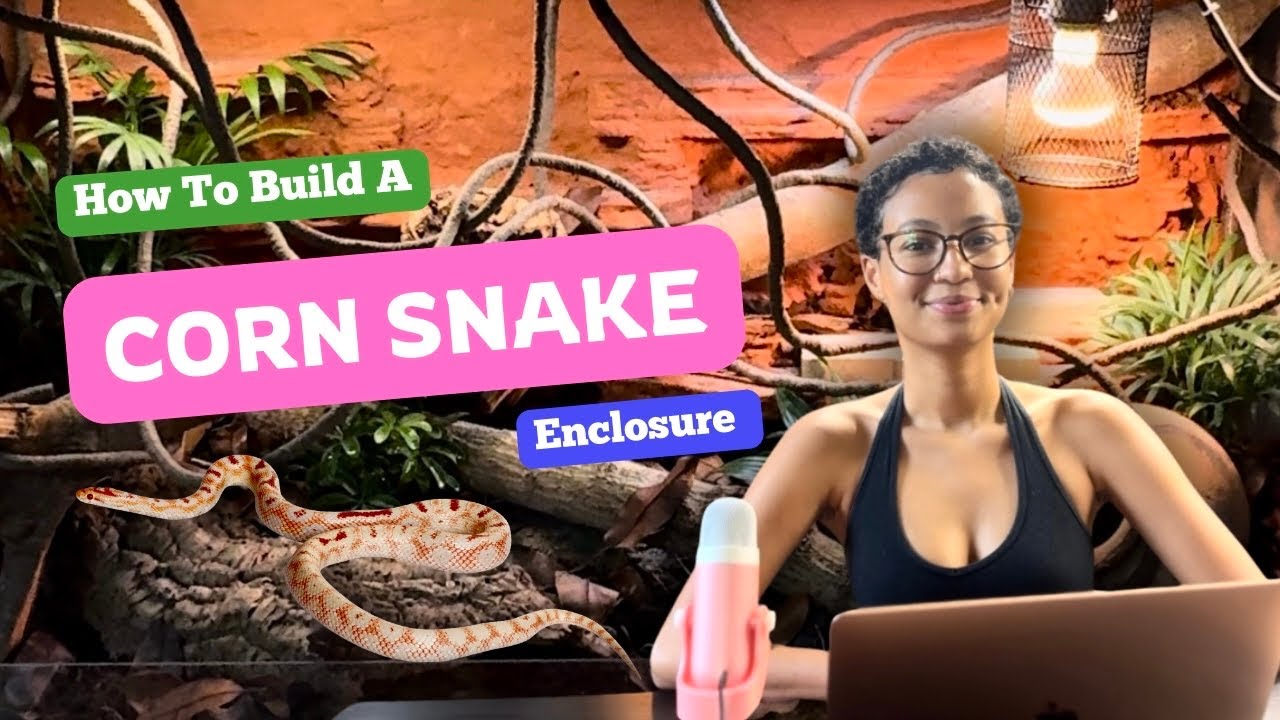 How To Build A: Corn Snake Enclosure | EVERYTHING YOU NEED