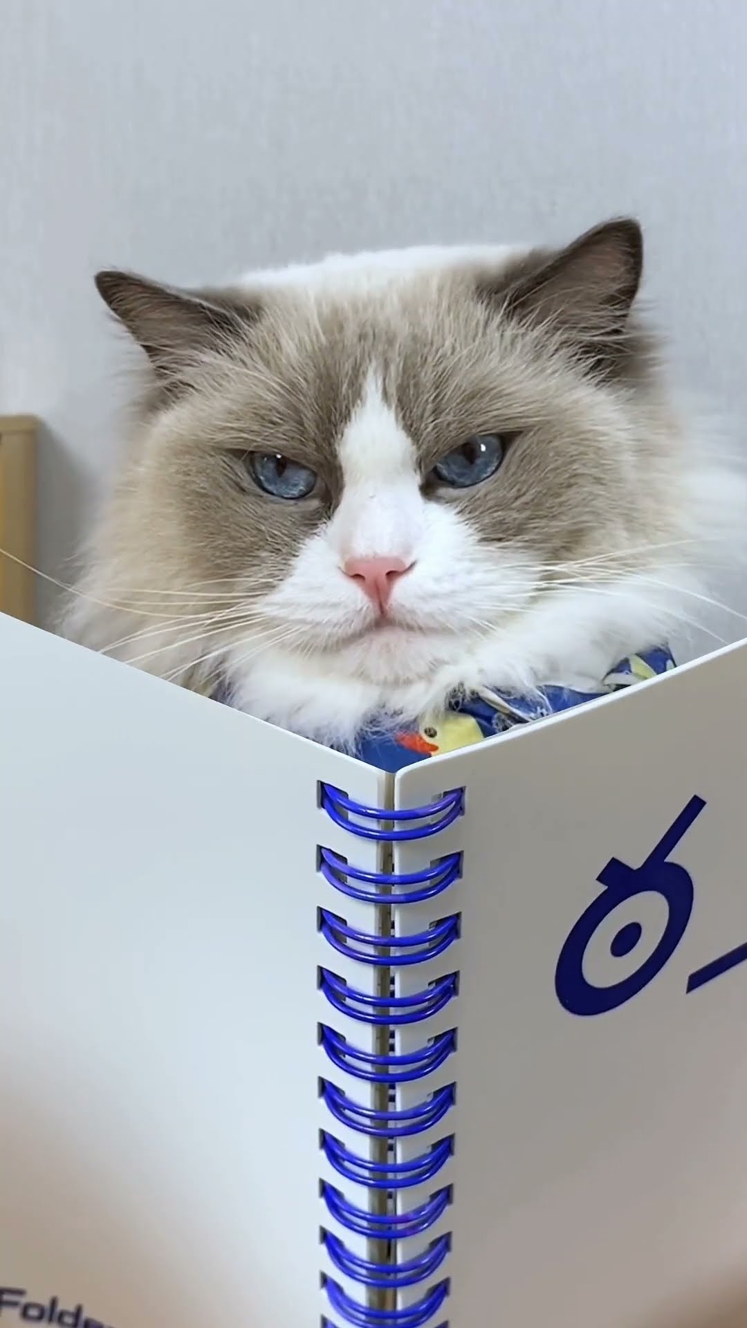 ? Reflecting on Puff’s 2024 highlights! What goals did you achieve this year? #thatlittlepuff
