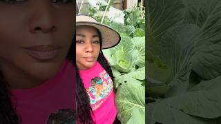 5 Tips for Watering your Garden #gardening