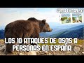 Los 10 ataques de Osos en España | Como evitar ataques de osos