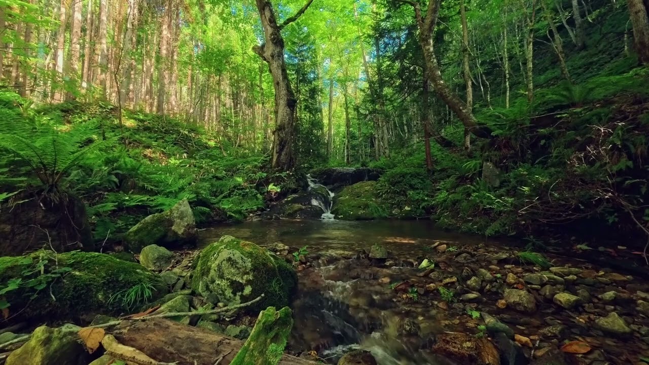 鳥たちの夜明けと川のせせらぎ　10時間