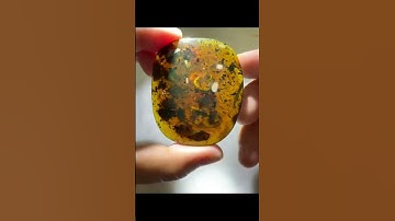 12 snails trapped in amber??