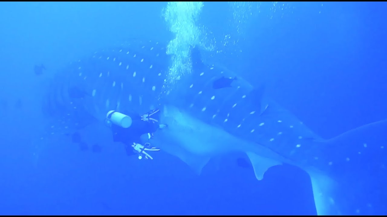 Citizen Science Expedition to Ultrasound Pregnant Whale Sharks & Manta Rays in Revillagigedo