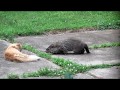 Groundhog vs. Cat