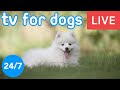 Live Relax My Dog TV 24/7 Calming Music for Separation Anxiety