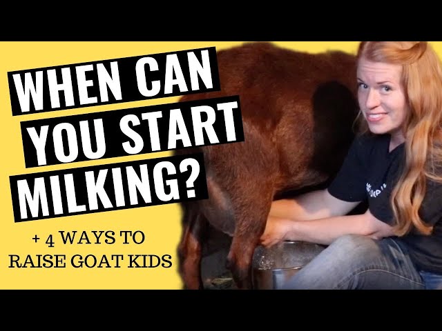 When Can You Start Milking? AND 4 Ways to Raise Kids class=