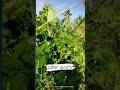 simple life in the province.ano Kaya ang nangyari Sa lemonsito ko.#gardening #gardeningvideos