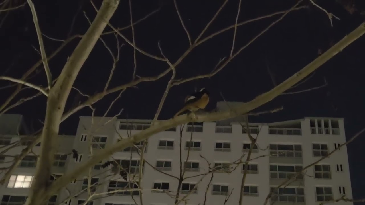 동쪽 하늘이 붉어지면 새들은 먼저 일어나 세상을 깨우고 우리 마음에도 작은 희망의 노래를 심어 줍니다. 