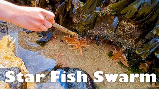 Crazy Star Fish Swarm!