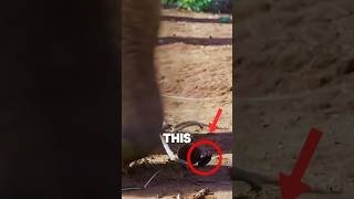Why This Beetle Rolls Poop Like a Pro🤯