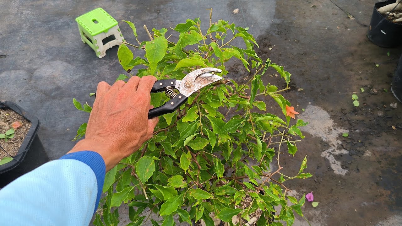 Hướng dẫn cách làm hoa giấy ra hoa đúng Tết Bính Ngọ