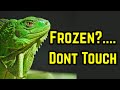 قبل أن تلمس تلك الإغوانا المجمدة شاهد هذا