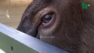 Back to the Wild, Sambar Deer Returns to the Forest PostTreatment