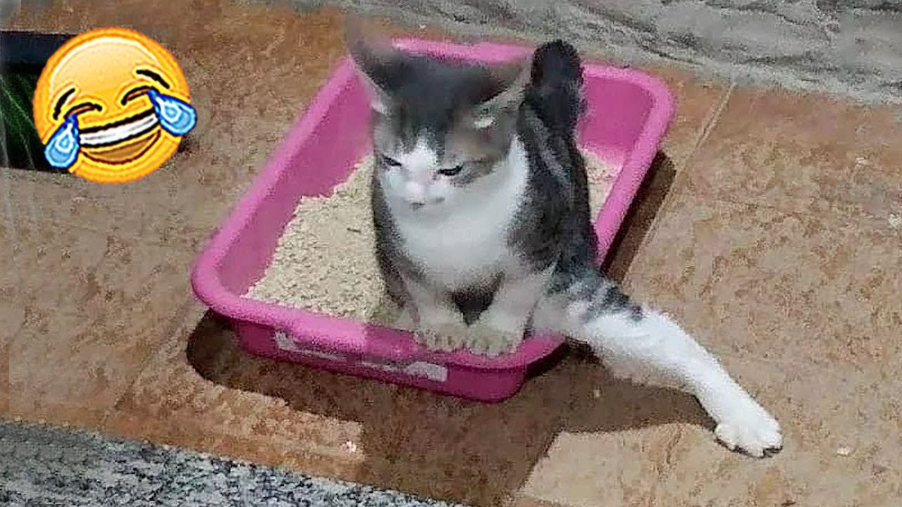 Ultimate Funny Dogs and Cats Compilation That Will Make Your Day - YouTube