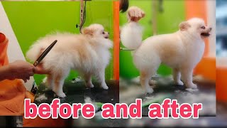 Pomeranian grooming style by Ariel Rivera 395 views 2 years ago 5 minutes, 8 seconds