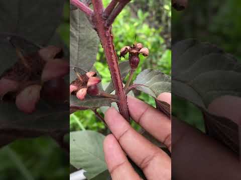 Red Guava? Plant in my Garden