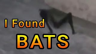 We Found Some Bats... The Real Ones... - And A Hummingbird Nest
