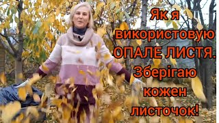видео: ОПАЛЕ ЛИСТЯ🍂ПЕРЕГНІЙ Прямо на Грядці.Цінне Органічне Добриво#листоваземля#перегнізопалогрлистя#навоз картинка: ОПАЛЕ ЛИСТЯ🍂ПЕРЕГНІЙ Прямо на Грядці.Цінне Органічне Добриво#листоваземля#перегнізопалогрлистя#навоз