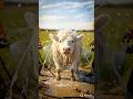 White Cow Falls Into Pit 😱 Covered by Crabs | Shocking Animal Rescue #shorts #cow #rescue #ai