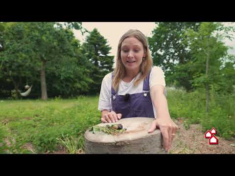 Video: Snegle i haven - Lær at dræbe havesnegle