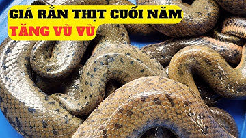 Giá Rắn Thịt Cuối Năm Tăng Vù Vù  – Trại Giống Đông Sơn
