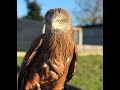 Buzzards vs. Kites. Whats the difference? | Fens Falconry
