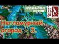 Негламурный огород-5. Томаты завязываются вовсю!