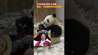 💢大熊猫边吃竹子边翻白眼！#Animal 【跟着图尔去旅行】