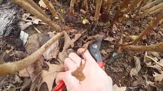 How to Prune Hydrangea macrophylla by Bruno Bonomo 6,395 views 6 years ago 3 minutes, 5 seconds