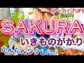 【アーカイブUP】SAKURA / いきものがかり《ウクレレ 超かんたん版 コード&amp;レッスン付》 #GAZZLELE