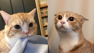When a silly Cat becomes your best friend 😹 The funniest animals and pets 😅 #2