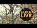 safariLIVE - Sunset Safari - July 11, 2018