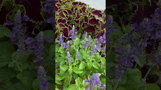 Proven Winners Wicked Witch Coleus And Salvia