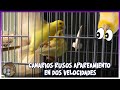 CANARIOS RUSOS APAREAMIENTO EN DOS VELOCIDADES 🦜