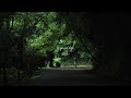 a calm playlist for reading, studying or writing