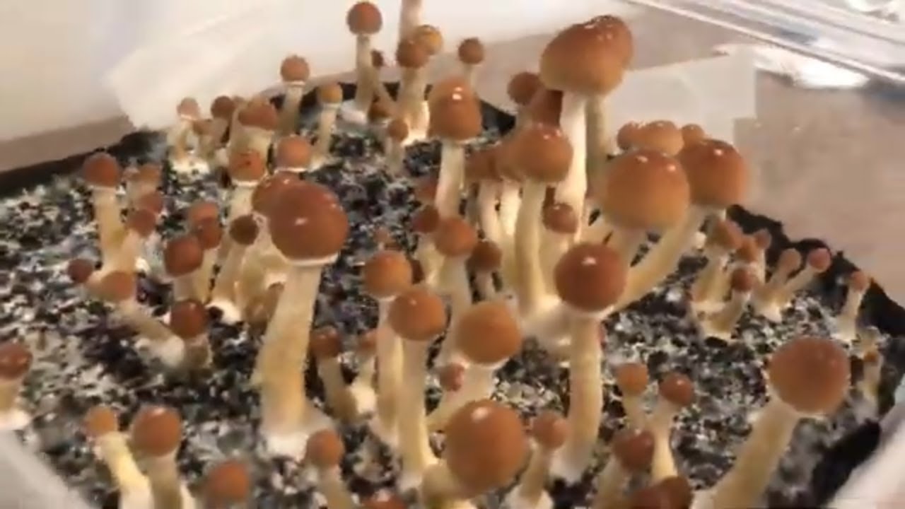 Microdosing Psilocybin Dose