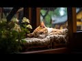 Dtendezvous avec le son purring cat et rain  dormez dans une ambiance chaleureuse