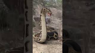 Anaconda Snake Attack Vlogger In Jungle P9 #shorts #anaconda #snake #python #snakevideo