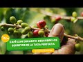 Café con Encanto: Descubre los Secretos de la Taza Perfecta - TvAgro por Juan Gonzalo Angel Restrepo