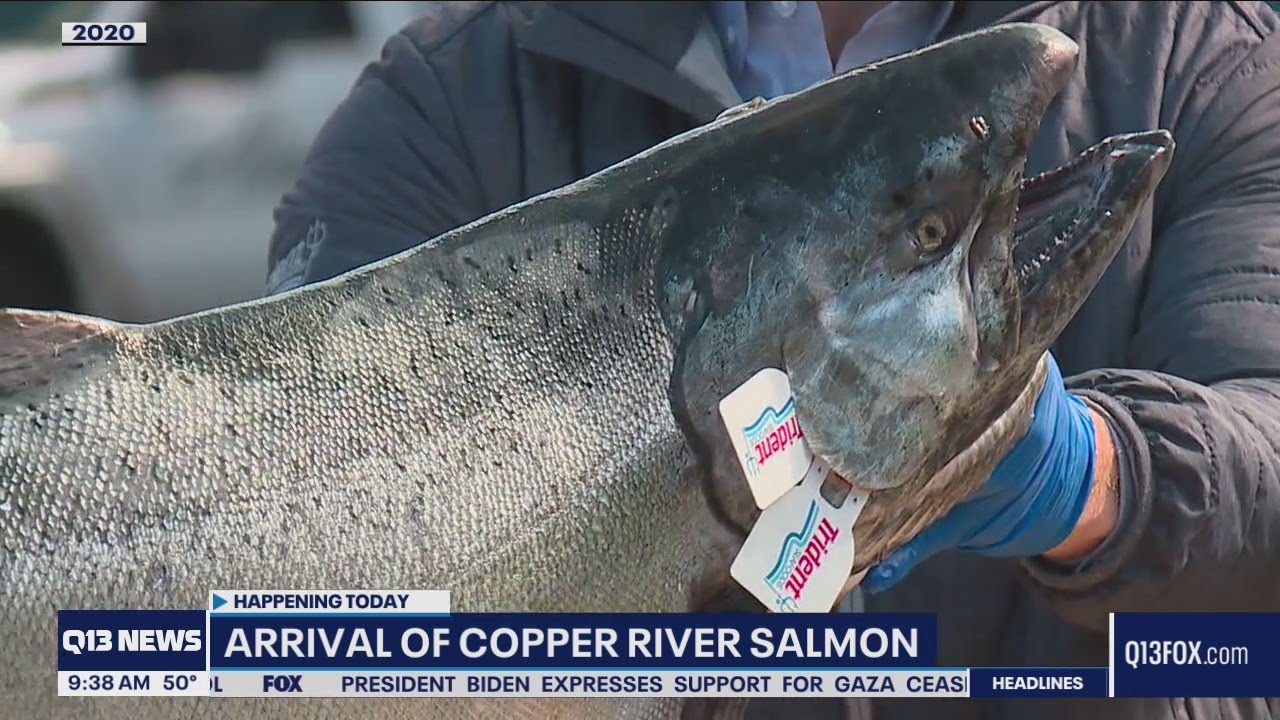 Copper River salmon arrives in Seattle YouTube