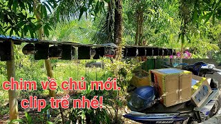 gửi chim cho khách! trại chim thế hiển cà mau 0914395359