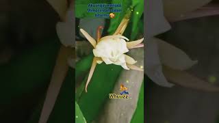 Download Lagu Jadi Mimpi indah #shortvideo #bestie #shorts #fyp #popindo #music # MP3