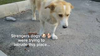 The Boss In His Place 🐶 A Storytime #feeding #stray #dogs by With Love To Animals  168 views 3 weeks ago 2 minutes, 44 seconds