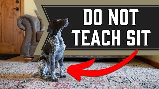 Should I Teach My Dog To Sit