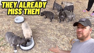 The GUARD DOG PUPPIES Loved Them But Now They're All Gone! by Hidden Heights Farm 77,922 views 1 month ago 34 minutes