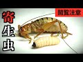 【閲覧注意】沖縄の昆虫からとんでもなくデカい寄生虫が出てきました