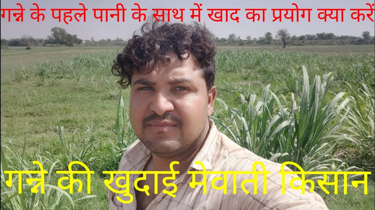 Ganne Inkh #Ganne ki khudai#ganne ki khudai mein khad ka prayog#number 1 Kisan ...