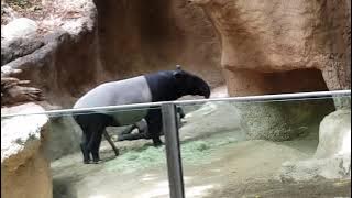 Tapir San Diego Zoo May 2016