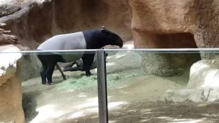 Tapir San Diego Zoo May 2016