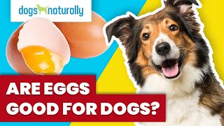 Are Eggs Good For Dogs?